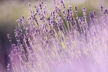 lavender relax