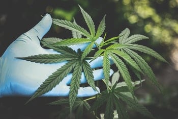 cannabis oil and sleeping cannabis plant