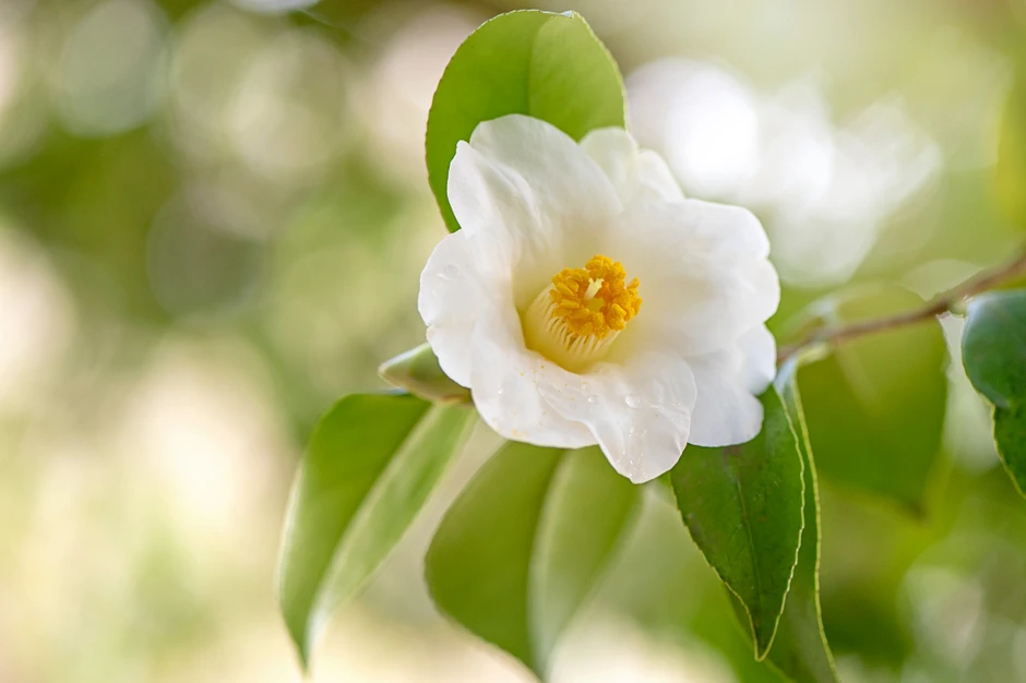Camellia sinensis