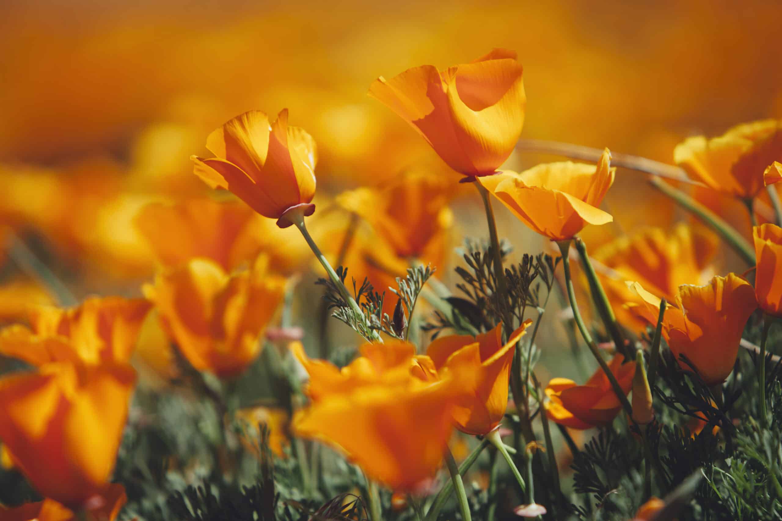 naturalised crop vivid orange flowers california poppy eschscholzia californica flowering antelope valley california poppy reserve papaveraceae scaled 1