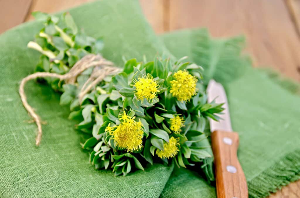 rhodiola rosea board with knife scaled 1