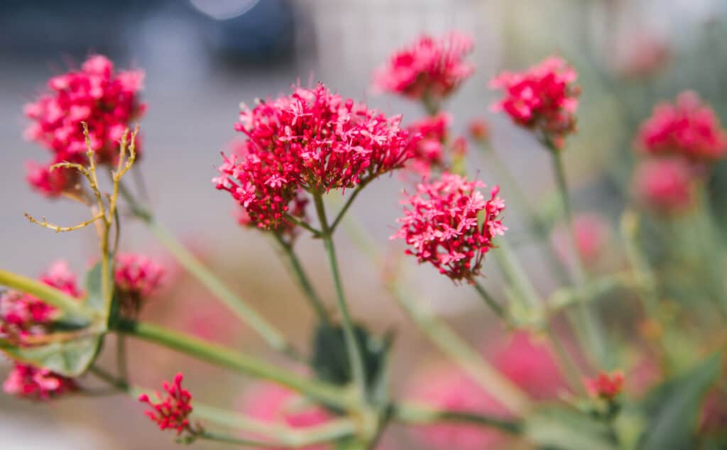 valerian red centrantus bush city flower bed selective focus natural background scaled 1