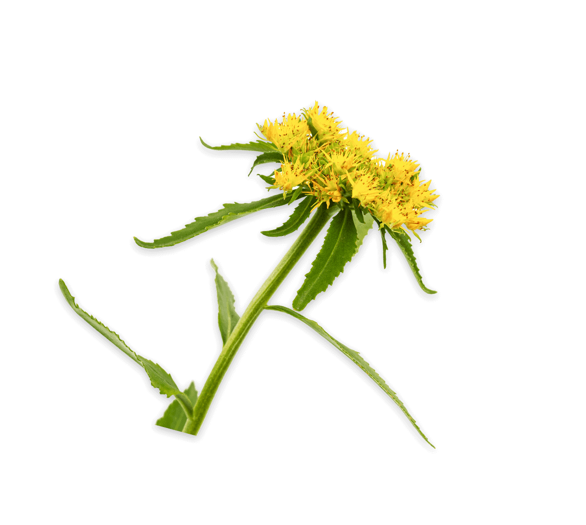 yellow flowers of rhodiola rosea isolated on whit 2022 02 03 02 59 15 utc 1